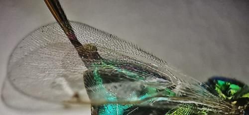 Torymus affinis